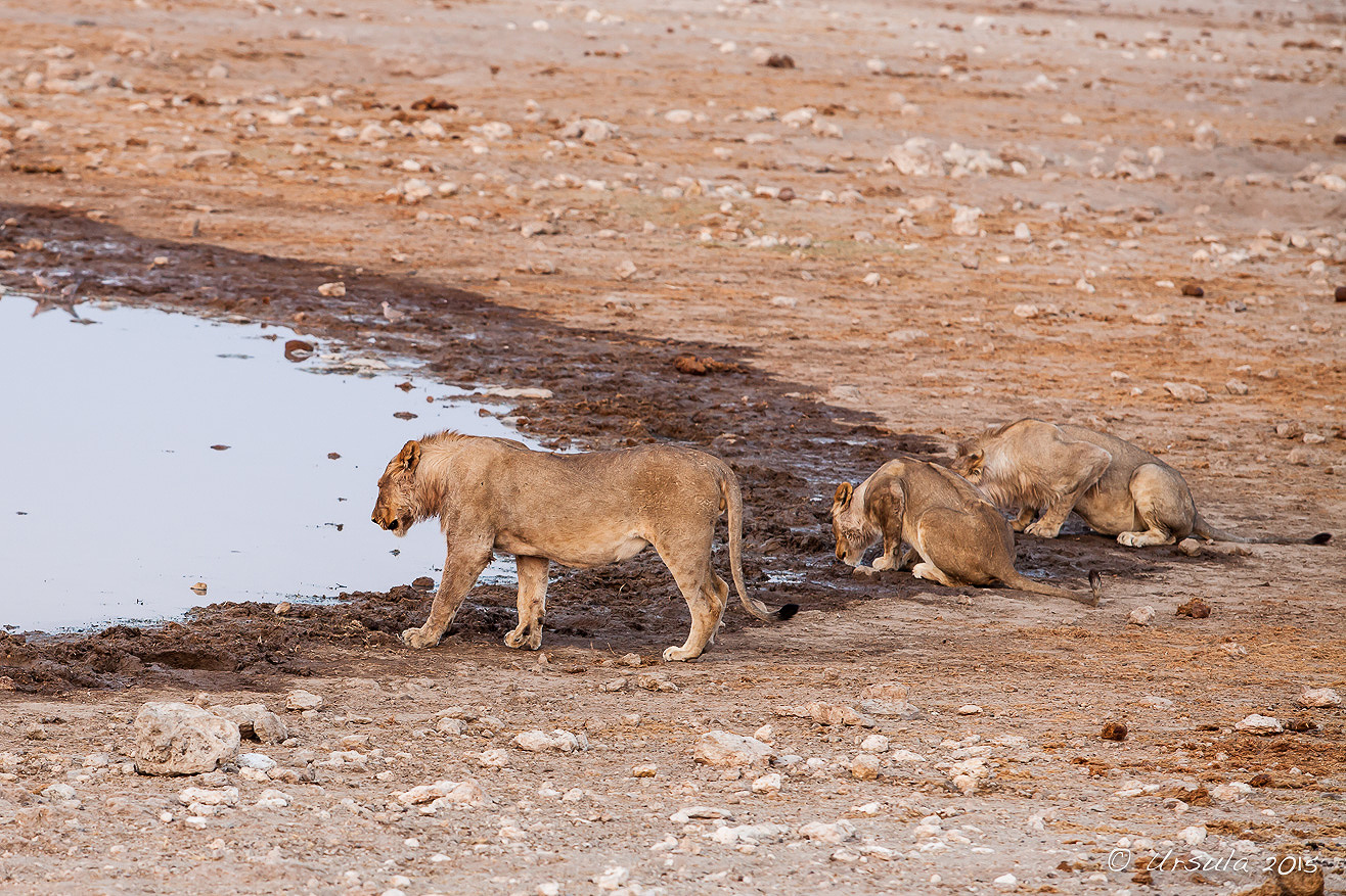 “goin’ On A Lion Hunt” – Etosha National Park, Namibia