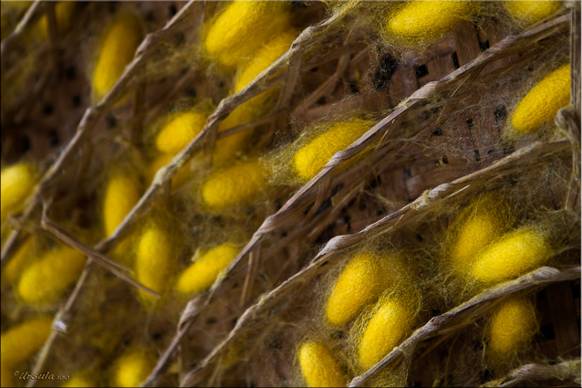 Yellow silk cocoons in a woven wicker frame 