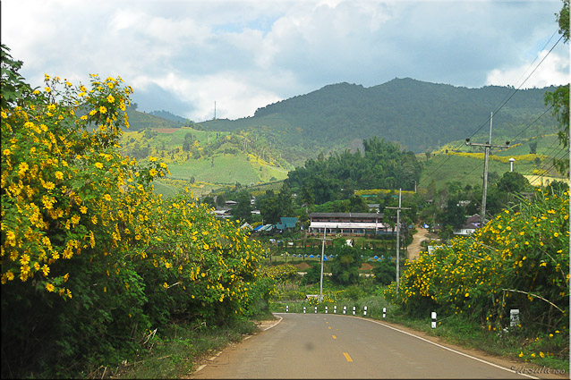 Road into Mae Hong Son hills with sunflowers