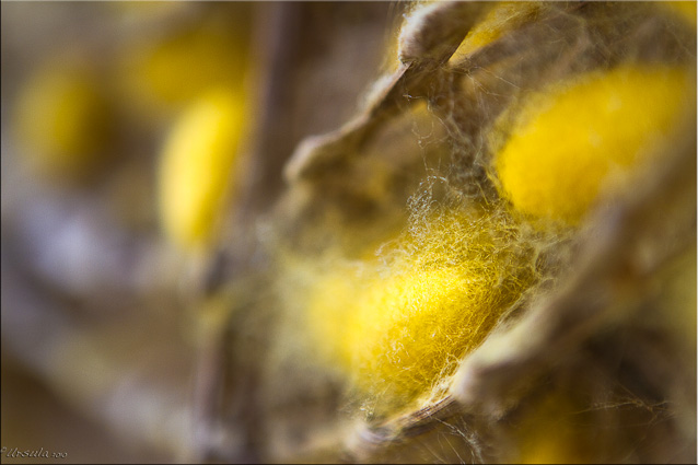 Fluffy yellow silk cocoons 