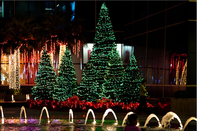 Night landscape: Green Christmas trees with white lights 