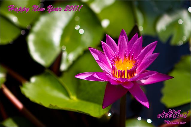 Happy New Year message on pink lotus background