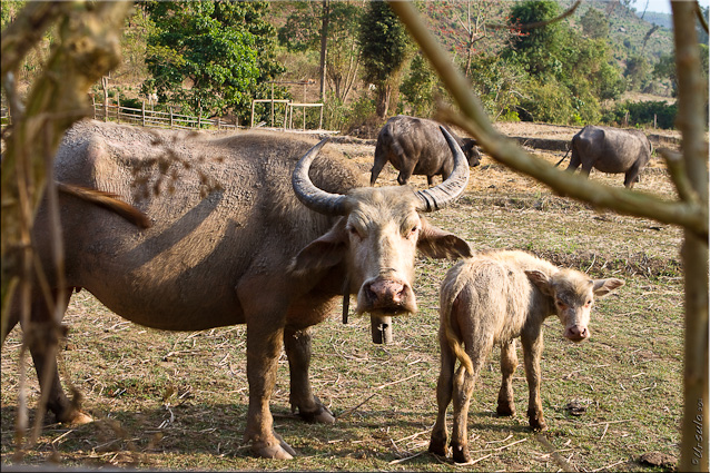 Brown Water Buffalo and Baby