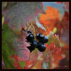 Black grapes in Autumn leaves