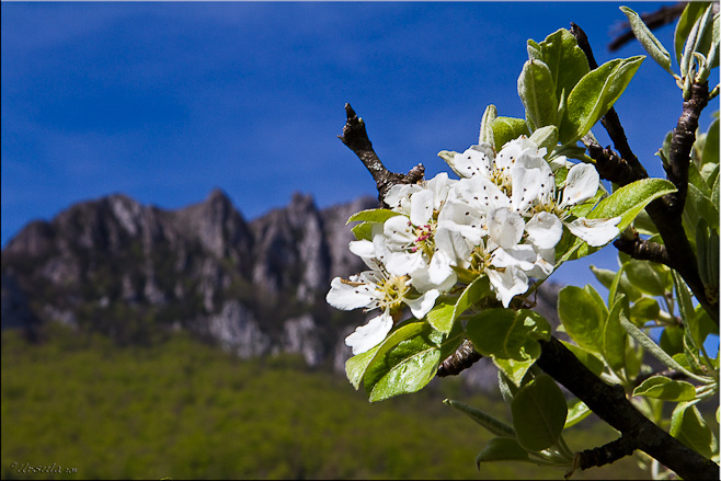 White Apple Blossoms with the rocky face of Pech de Thauze (Pod Bugarach) in the background.