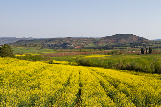 Fields of yellow mustard blossoms, with low mountains in the background. 