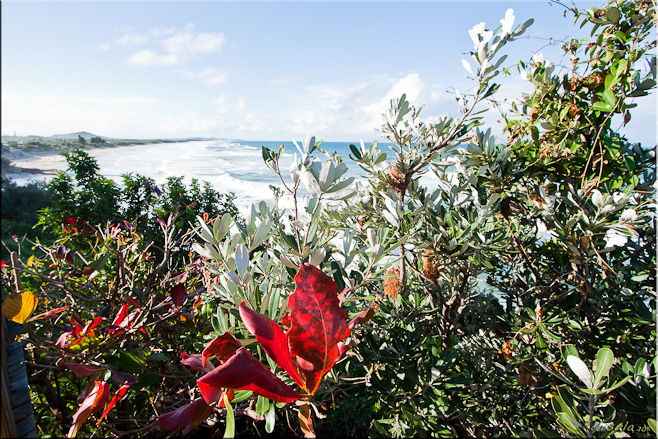 Red and blue-green Banksia (Proteaceae) leaves against a back-drop of white water. Coolum Beach, Qld