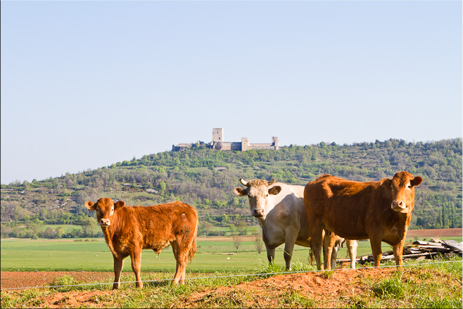 Three cows in the foreground, Puivert Castle on a hill in the background