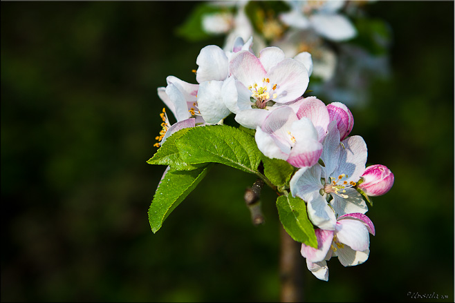 Close-up: fresh apple blossom