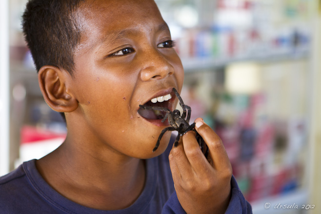 Portrait: khmer boy eating a tarantula