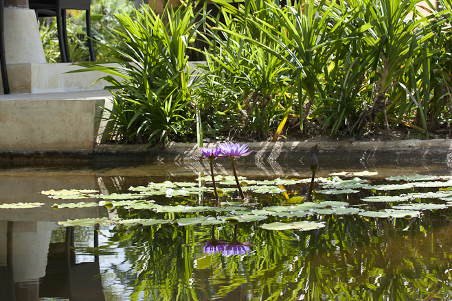 Two lilies and their reflections in a quiet pool.