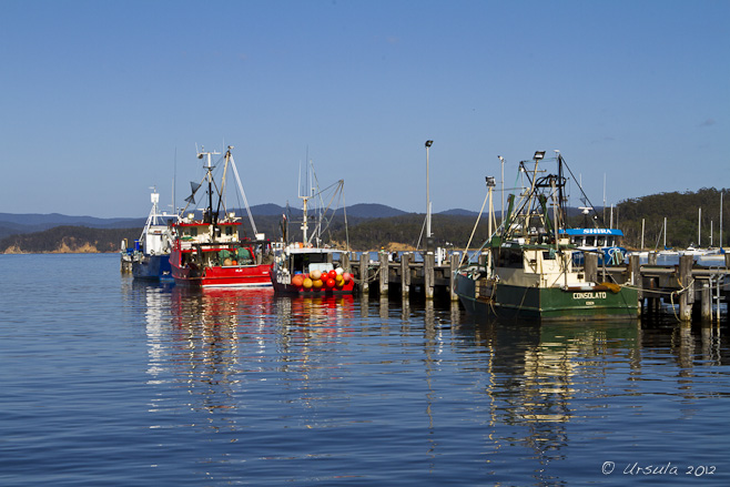 Colourful Fishing Boats tied to a dock; Snug Cove, Eden