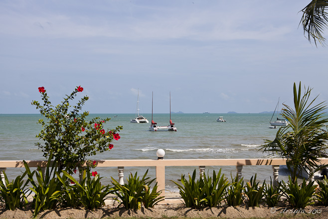 Red flowering hibiscus and other plants against a low fence, sail boats and catamarans on a turquoise sea behind.