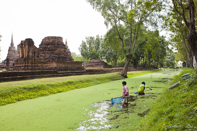 Men with nets standing in a moat covered in green algae.