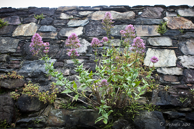 Pink flowering weeds on an old (Viking) brick wall.