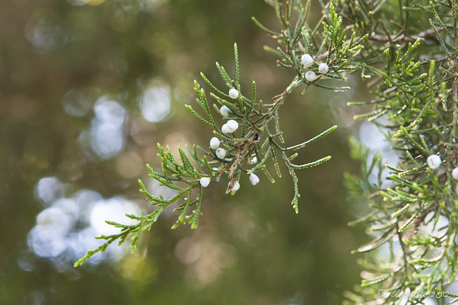 Close up: Eastern Red Cedar; Juniperus Virginiana 