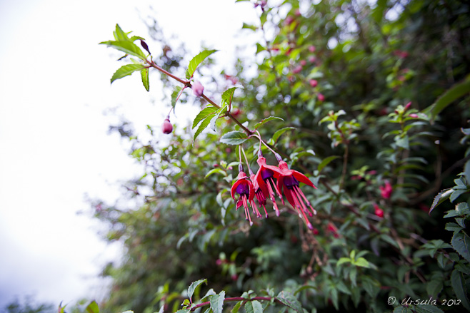 Wild fuchsia hedge against white sky.