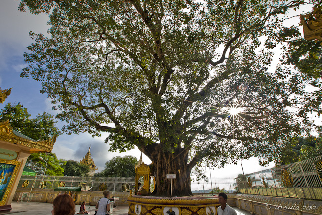 Sun flare through a large Bodhi Tree, Shwedagon.