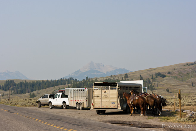 Horses, horse wagons and farm utility vehicles at the side of the road: Yellowstone Plateau