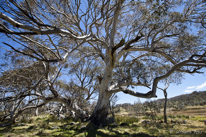 A spreading snow gum against yellow grasses and a blue sky, Rennix Gap.