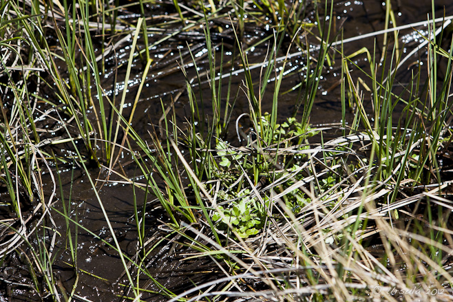 Close-up: grass and alpine weed in ground water. Rennix Gap.