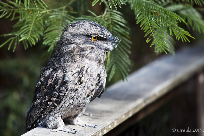 Profile shot of a Tawny Frogmouth (Podargus strigoides) against tree greenery.