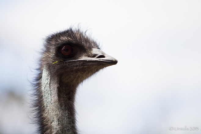 Head shot: Emu (Dromaius novaehollandiae)