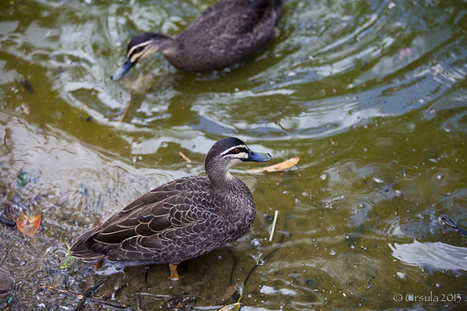 Pacific Black Duck (Anas superciliosa)