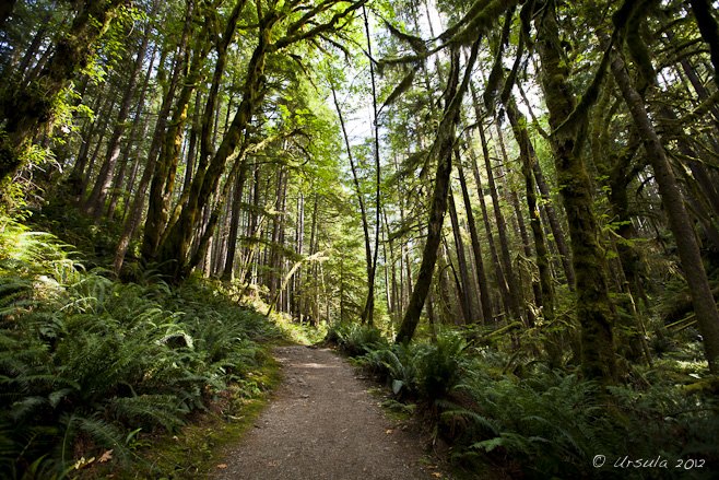 Dirt path through tall Douglas fir trees.