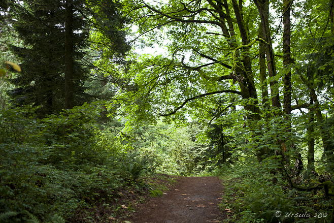 A dirt path leading through Pacific Northwest woods, Westminster Abbey, Mission, BC