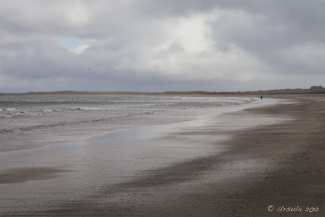 Landscape: expanse of wet beach under an overcast, cloudy sky. Castlegregory Beach, Dingle Peninsula, Ireland