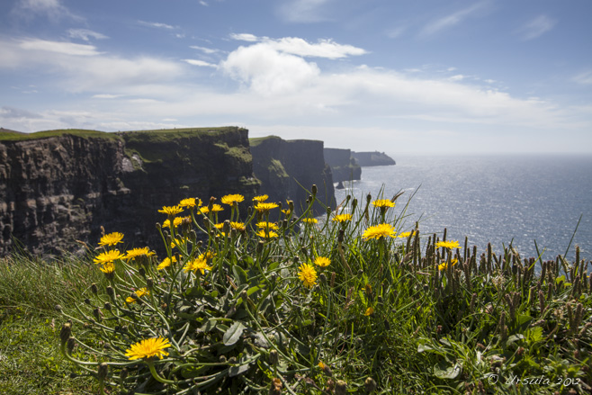 Landscape: Foreground, sunny dandelions; background, cliffs of moher under a blue sky.