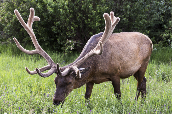 Close-up: a large bull elk or wapiti (Cervus canadensis) eating grass, Jasper, Alberta.