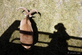 A chamois, goat-antelope, overlaid with a shadow of a fence and a woman.