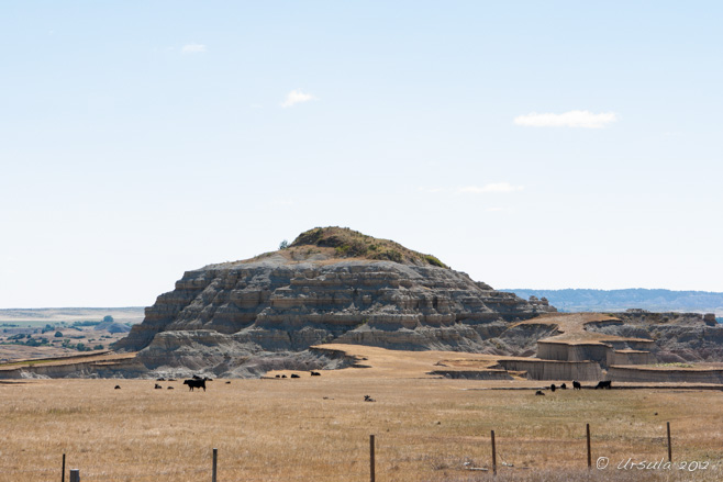 Landscape: cattle grazing on dry grasslands in front of mess, South Dakota, USA