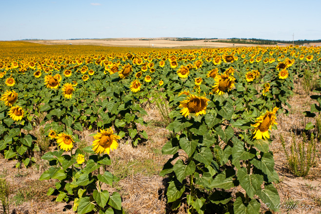 A fiels of sunflowers, South Dakota, USA