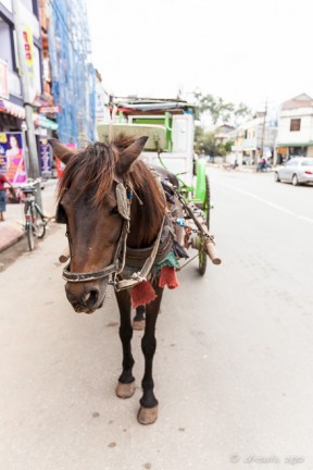 Pony and Cart in the dusty main street, Pyin Oo Lwin 