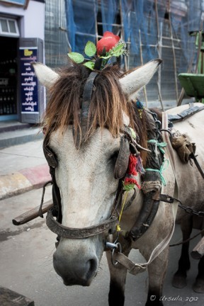 Grey pony decorated with red flowers, Pyin Oo Lwin