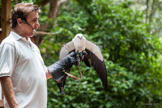 Man in a leather glove with a Swallow-Tailed Kite, Flamingo Gardens