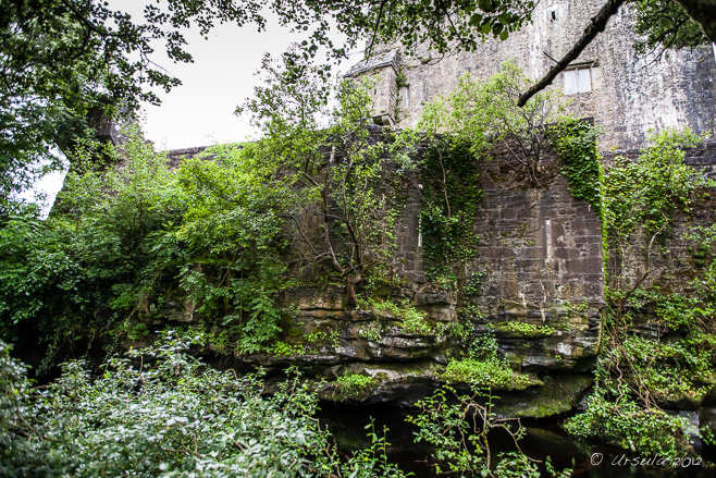 the walls of Aughnanure Castle through the trees.