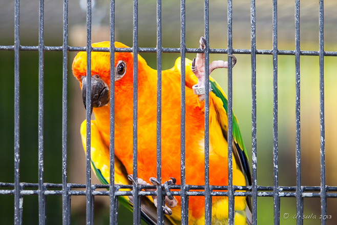 Sun Parakeet (Aratinga solstitialis) in a cage.