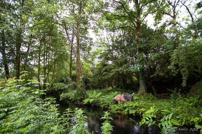 A black and white sow outside the walls of Aughnanure Castle