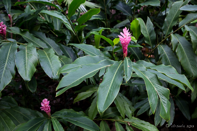 Pink Ginger flowers (Zingiberaceae) against green leaves.