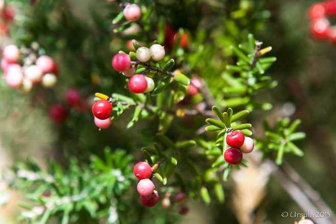 Red berries on an evergreen bush, Bullocks Track, Kosciuszko National Park AU