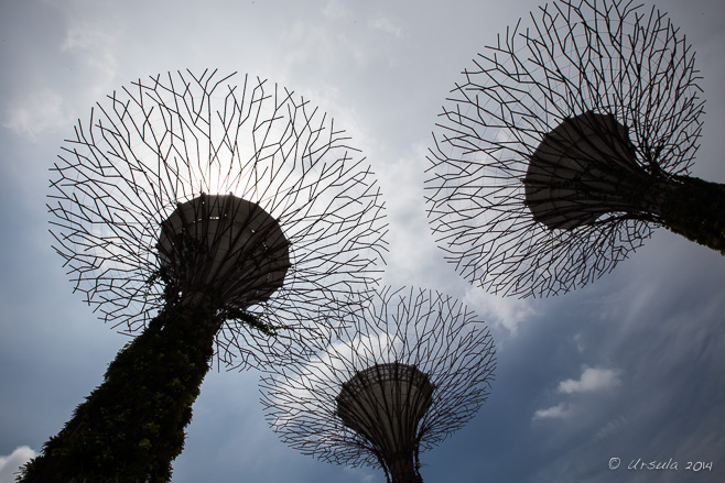 Singapore Gardens by the Bay Supertrees against an overcast sky.