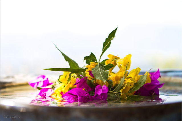 Yellow flowers and pink bougainvillaea in water in a ceramic dish by Peter Rushworth