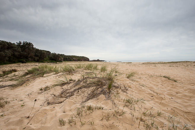 Beach with sea grass, Boyd National Park, NSW