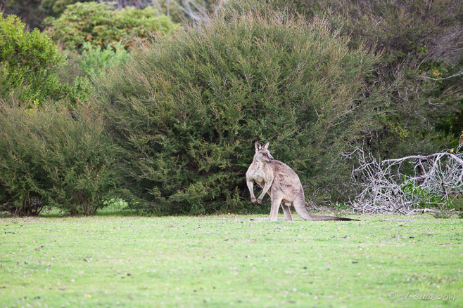 Eastern Grey Kangaroo, Ben Boyd National Park, NSW