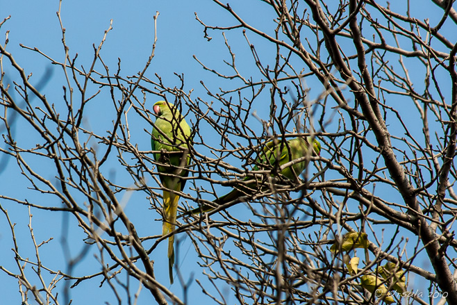 Rose Ringed Parakeets, Qutb Minar