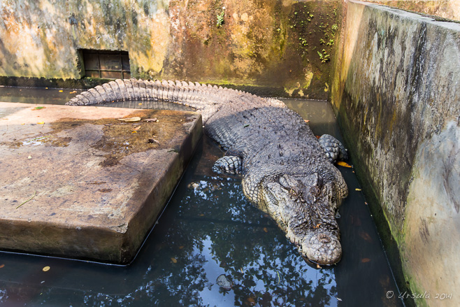 Crocodile in a concrete cage, Crocodile Farm, Asam Kumbang, North Sumatra, Indonesia 